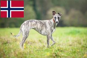 Read more about the article Criadores de Whippet e cachorros na Noruega