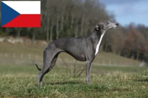 Read more about the article Criadores de Whippet e cachorros na República Checa