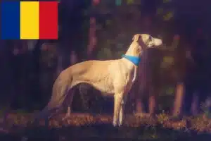 Read more about the article Criadores de Whippet e cachorros em Roménia