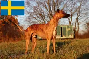 Read more about the article Criadores de Whippet e cachorros na Suécia