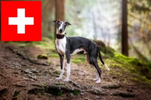 Read more about the article Criadores de Whippet e cachorros na Suíça