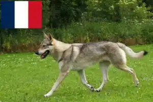 Read more about the article Criador de cães-lobo da Checoslováquia e cachorros em França