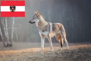 Read more about the article Criadores e cachorros de cães-lobo da Checoslováquia na Áustria