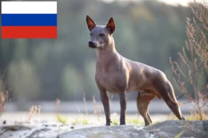 Read more about the article Criadores de Xolo e cachorros na Rússia