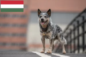 Read more about the article Criadores de Australian Cattle Dog e cachorros na Hungria