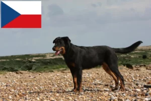 Read more about the article Criadores de Beauceron e cachorros na República Checa