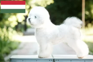 Read more about the article Criadores de Bichon Frisé e cachorros na Hungria