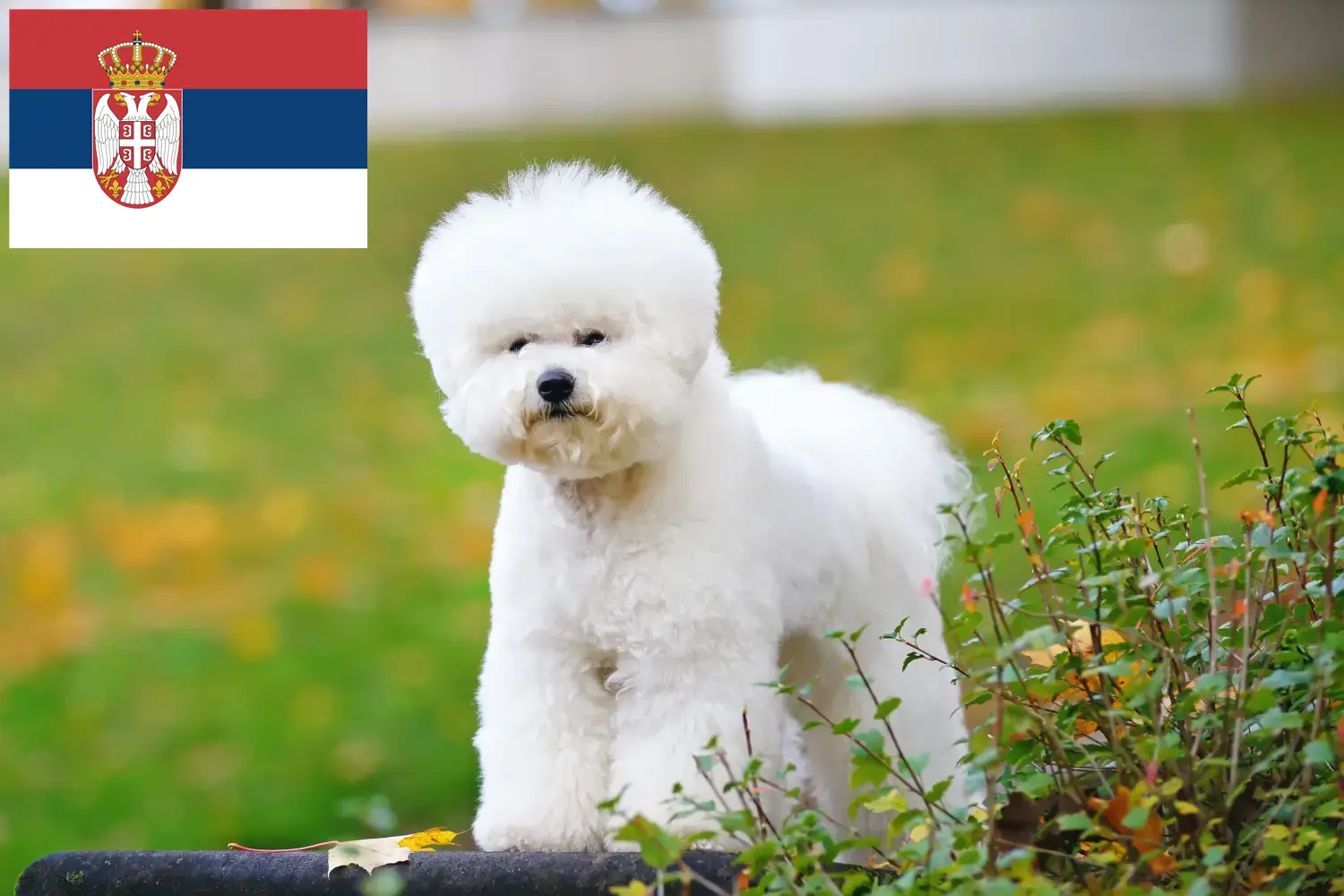 Read more about the article Criadores de Bichon Frisé e cachorros na Sérvia