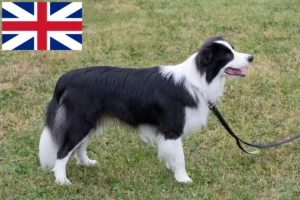 Read more about the article Criadores de Border Collie e cachorros na Grã-Bretanha