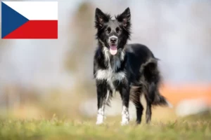 Read more about the article Criadores de Border Collie e cachorros na República Checa