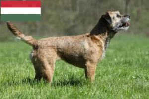 Read more about the article Criadores de Border Terrier e cachorros na Hungria