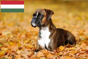 Read more about the article Criadores de boxer e cachorros na Hungria