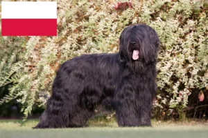 Read more about the article Criadores de Briard e cachorros na Polónia