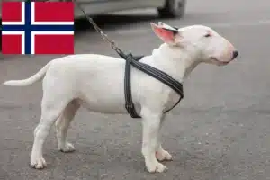 Read more about the article Criadores de Bull Terrier Miniatura e cachorros na Noruega