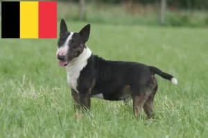 Read more about the article Criadores de Bull Terrier miniatura e cachorros na Bélgica