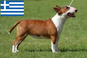 Read more about the article Criadores de Bull Terrier Miniatura e cachorros na Grécia