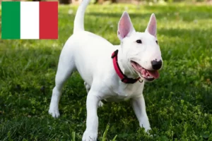 Read more about the article Criadores de Bull Terrier Miniatura e cachorros em Itália