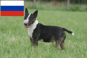 Read more about the article Criadores de Bull Terrier Miniatura e cachorros na Rússia