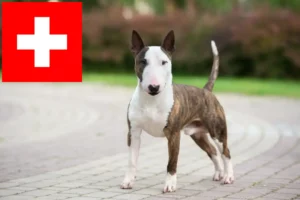 Read more about the article Criadores de Bull Terrier Miniatura e cachorros na Suíça