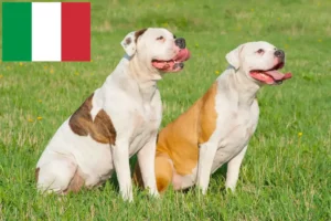 Read more about the article Criadores de Bulldog Americano e cachorros em Itália