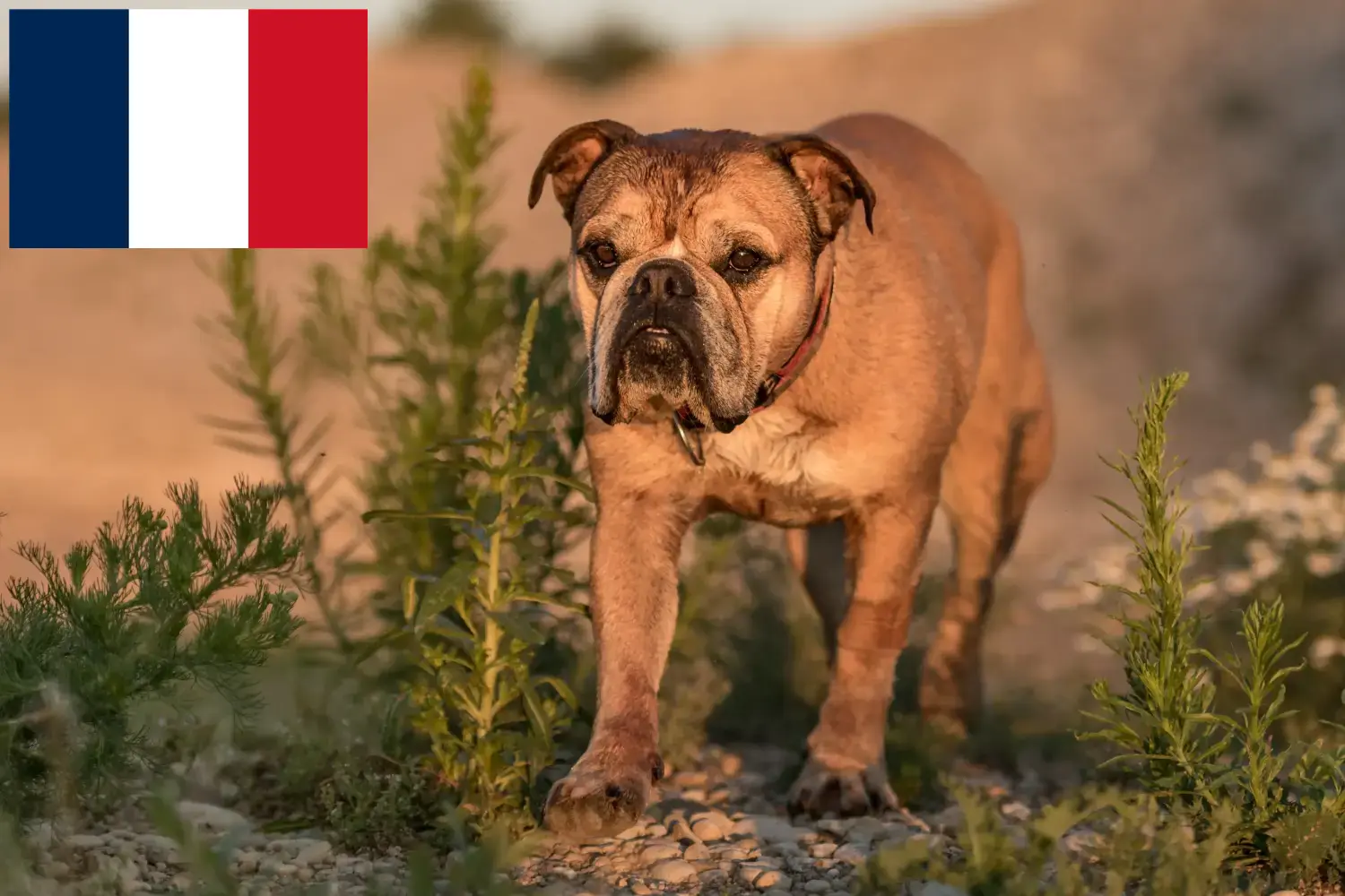 Read more about the article Criadores de Bulldog Continental e cachorros em França