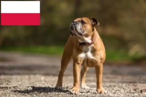 Read more about the article Criadores de Bulldog Continental e cachorros na Polónia