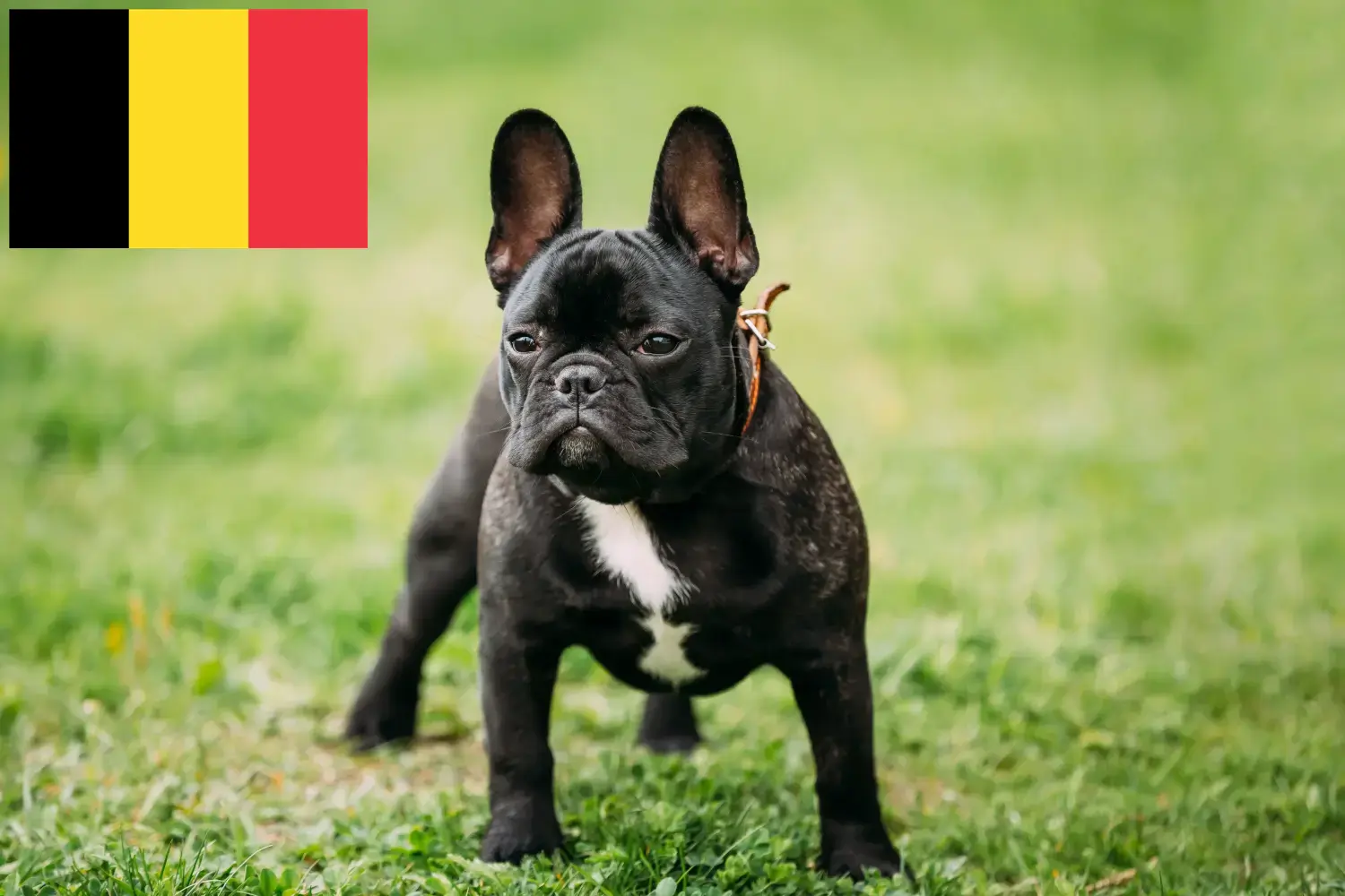 Read more about the article Criadores de Bulldog Francês e cachorros na Bélgica