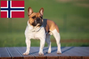 Read more about the article Criadores de Bulldog Francês e cachorros na Noruega