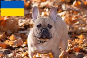 Read more about the article Criadores de Bulldog Francês e cachorros na Ucrânia