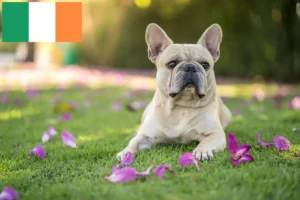 Read more about the article Criadores de Bulldog Francês e cachorros na Irlanda