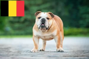 Read more about the article Criadores de Bulldog Inglês e cachorros na Bélgica