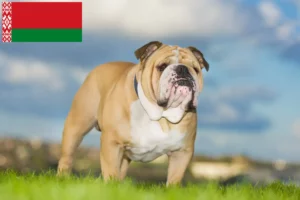 Read more about the article Criadores de Bulldog Inglês e cachorros em Belarus