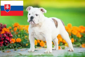 Read more about the article Criadores de Bulldog Inglês e cachorros na Eslováquia