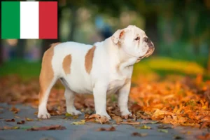 Read more about the article Criadores de Bulldog Inglês e cachorros em Itália