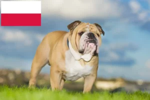 Read more about the article Criadores de Bulldog Inglês e cachorros na Polónia