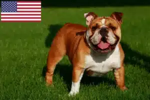 Read more about the article Criadores de Bulldog Inglês e cachorros nos EUA