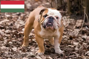 Read more about the article Criadores de Bulldog Inglês e cachorros na Hungria