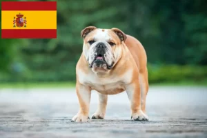 Read more about the article Criadores de Bulldog Inglês e cachorros em Espanha