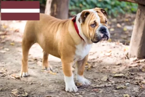 Read more about the article Criadores de Bulldog Inglês e cachorros na Letónia