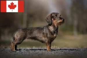 Read more about the article Criadores de Teckel e cachorros no Canadá