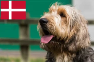 Read more about the article Criadores de Otterhound e cachorros na Dinamarca