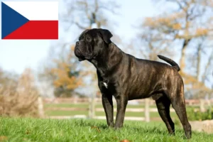 Read more about the article Cane Corso Italiano criadores e cachorros na República Checa