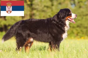 Read more about the article Criador de cães de montanha Bernese e cachorros na Sérvia