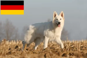 Read more about the article Criadores de cães de pastor suíço branco e cachorros na Alemanha