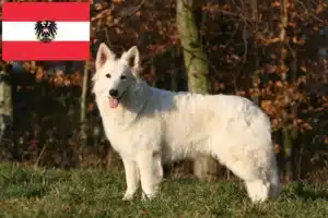 Read more about the article Criadores de cães de pastor suíço branco e cachorros na Áustria