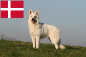 Read more about the article Cão de raça pastor suíço branco e cachorros na Dinamarca