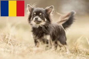 Read more about the article Criadores de Chihuahua e cachorros em Roménia