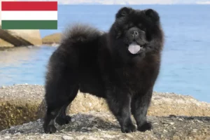 Read more about the article Chow-Chow criadores e cachorros na Hungria