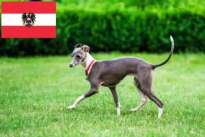 Read more about the article Criadores de sinos de vento italianos e cachorros na Áustria