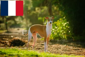 Read more about the article Criadores de carrilhões de vento italianos e cachorros em França